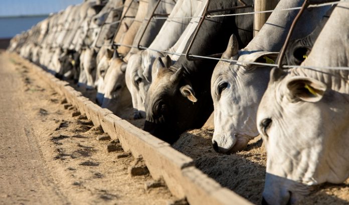 Rendimento De Carca A Bovina Manejos Nutricionais Que Influenciam