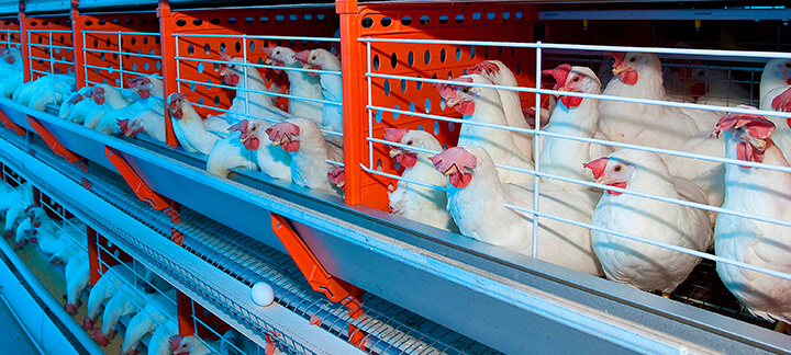 Cálcio e Fósforo - Nutrição Animal - Agroceres Multimix Cálcio e Fósforo - Nutrição Animal - Agroceres Multimix