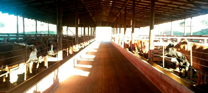 Fazenda Bramap - Nutrição Animal - Agroceres Multimix