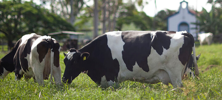 Vacas Leiteiras - Nutrição Animal - Agroceres Multimix