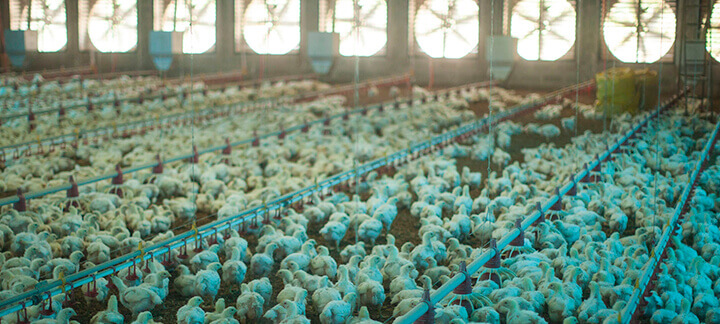 Conversão alimentar em frangos de corte - Nutrição Animal - Agroceres Multimix