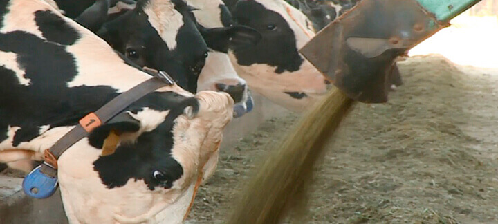Imagem do post: Inclusão de aditivos na dieta de vacas leiteiras