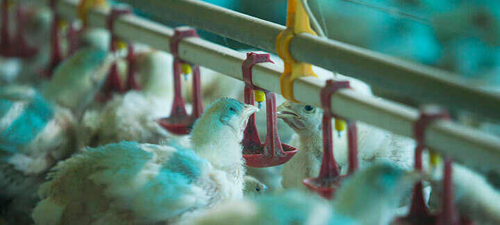 Conversão alimentar em frangos de corte - Nutrição Animal - Agroceres Multimix