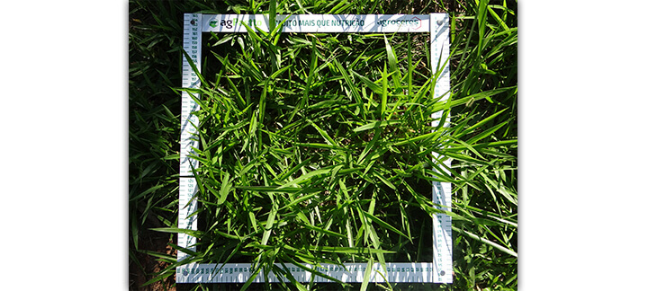 Massa de forragem - Nutrição Animal | Agroceres Multimix Massa de forragem - Nutrição Animal | Agroceres Multimix