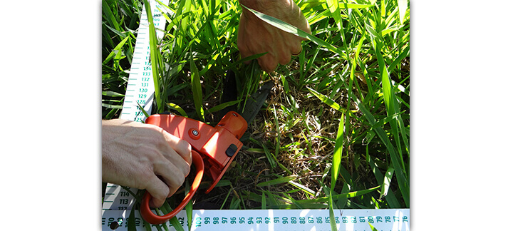 Massa de forragem - Nutrição Animal | Agroceres Multimix Massa de forragem - Nutrição Animal | Agroceres Multimix