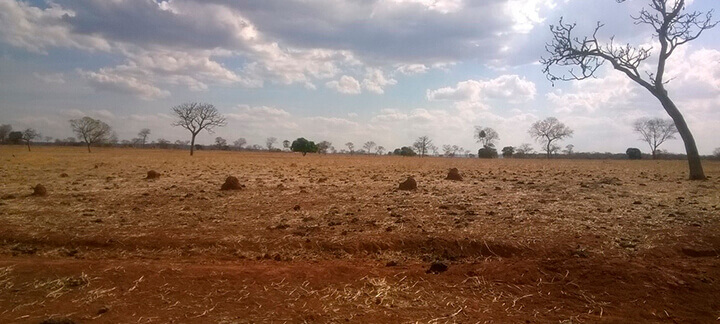 Massa de forragem - Nutrição Animal | Agroceres Multimix Massa de forragem - Nutrição Animal | Agroceres Multimix