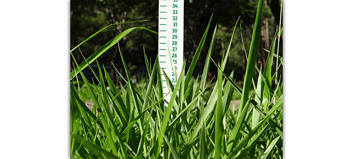 Massa de forragem - Nutrição Animal | Agroceres Multimix Massa de forragem - Nutrição Animal | Agroceres Multimix