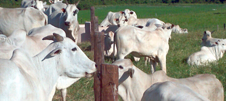 Desmama de Bezerros | Agroceres Multimix - Nutrição Animal Desmama de Bezerros | Agroceres Multimix - Nutrição Animal