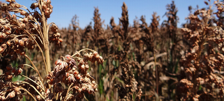 Sorgo - Ingredientes Alternativos Sorgo - Ingredientes Alternativos