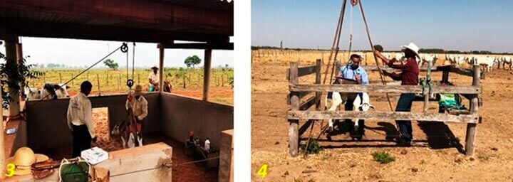 Nascimento - Agroceres Multimix Nutrição Animal Nascimento - Agroceres Multimix Nutrição Animal