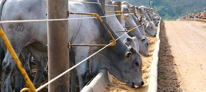 Fungos | Nutrição Animal - Agroceres Multimix