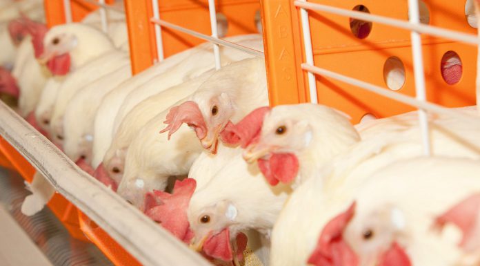 Nutri&Aves – O impacto da matriz nutricional dos ingredientes sobre a precisão das formulações