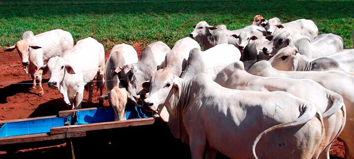 Aditivos | Nutrição Animal - Agroceres Multimix Aditivos | Nutrição Animal - Agroceres Multimix