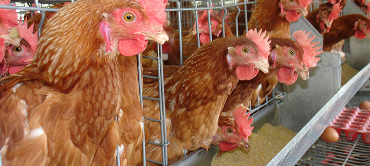 Cálcio | Nutrição Animal - Agroceres Multimix Cálcio | Nutrição Animal - Agroceres Multimix