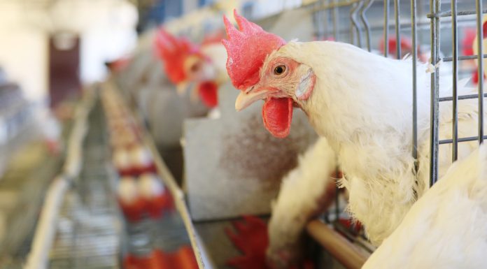 Nutri&Aves: Cálcio e granulometria do calcário