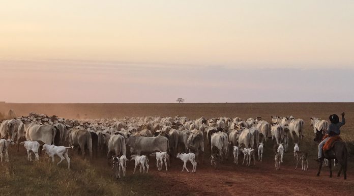Gestão Enfoco – Cria: O que e por que medir?