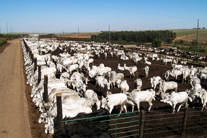 Formação de lotes - Nutrição Animal Agroceres Multimix Formação de lotes - Nutrição Animal Agroceres Multimix