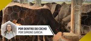 Sorgo - Nutrição Animal Agroceres Multimix