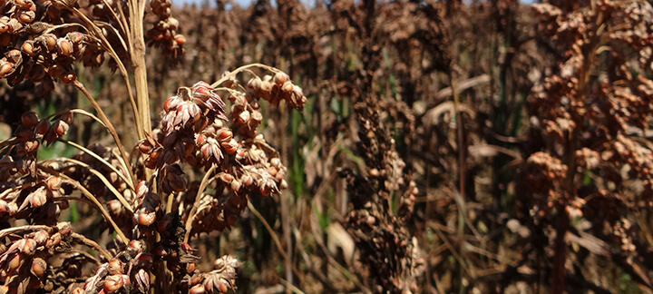 Sorgo - Nutrição Animal Agroceres Multimix