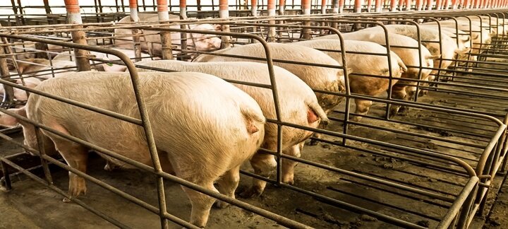 Mortalidade de porcas tem relação com Clostridium Novyi