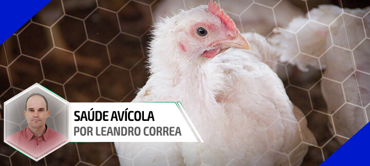 Ascite em frangos de corte - Saúde Avícola | Nutrição Animal