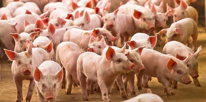 Pós-desmame de Leitões: Características e manejo. Nutrição Animal