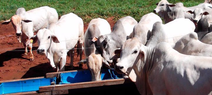 Período das águas. Geração agPastto - Parte 2 | Nutrição Animal Período das águas. Geração agPastto - Parte 2 | Nutrição Animal