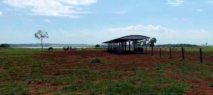 Suplementação no período das águas - A imagem mostra um pasto de uma fazenda onde se tem um cocho fechado e logo ao lado desse cocho tem alguns bois.