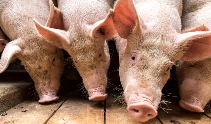 Promotores de crescimento Promotores de crescimento - foto de suinos