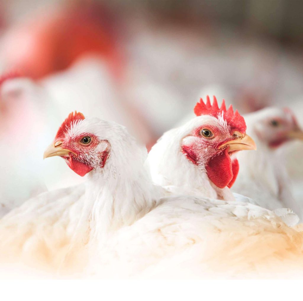 Aporte de vitaminas - A imagem mosta duas galinhas brancas no meio de um aviário