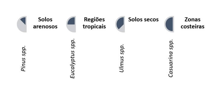 Tipos de arvores e solos. A imagem mostra alguns tipos de arvores e seus tipos de solos, sendo eles: Pinus spp solos arenosos, Eucalyptus ssp regiões tropicais, Ulmus spp solos secos, Casuarina ssp zonas costeiras.