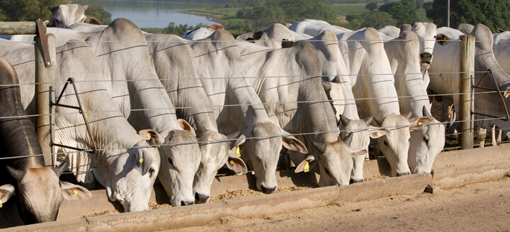 nutrição animal - bovinos de corte
