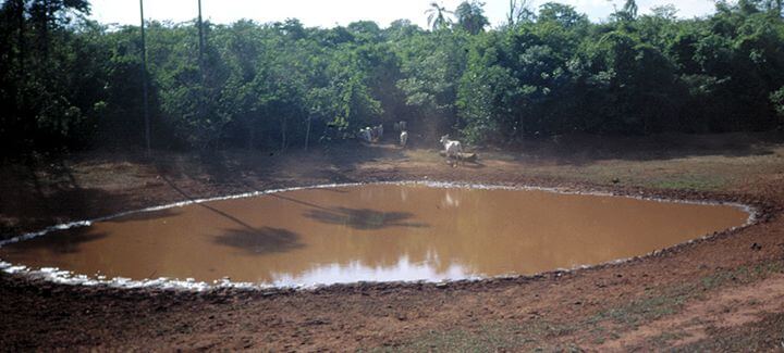 água limpa: a imagem está mostrando um lago onde os bois bebem água e está sujo