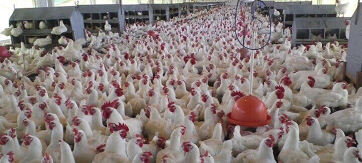 macho reprodutor macho reprodutor