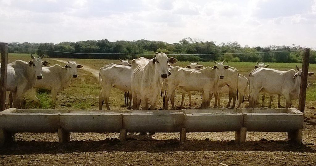 vacas de descarte