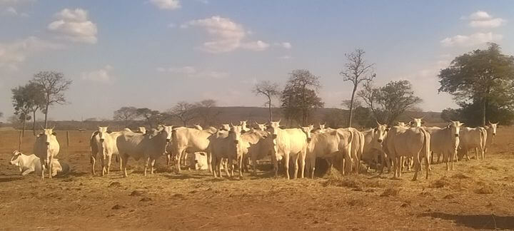 vacas de descarte vacas de descarte