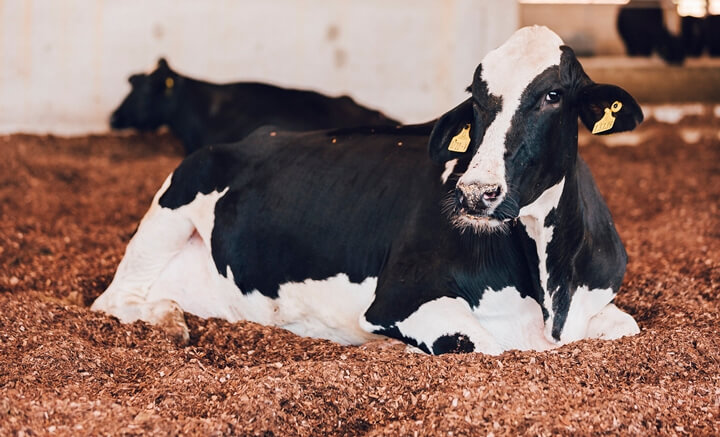 dietas de vacas dietas de vacas