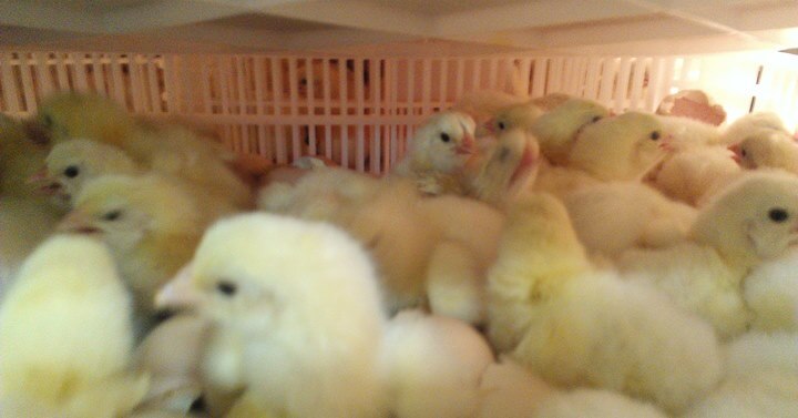 pr&eacute;-incuba&ccedil;&atilde;o