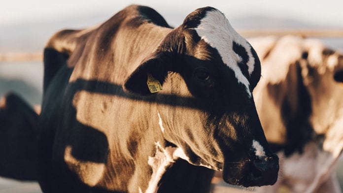 Imagem Bov Leite seleção genética