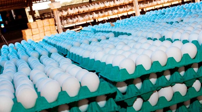 Estratégias para controle de peso dos ovos