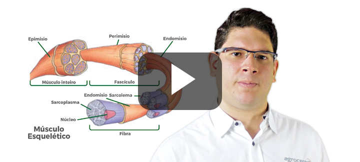 Miopatia peitoral em frangos de corte: White Striping