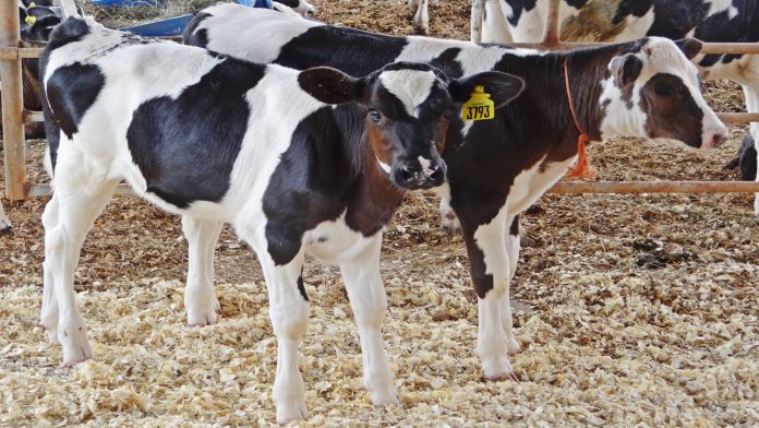 Utilização da fluidoterapia oral no tratamento de diarreias em bezerras leiteiras