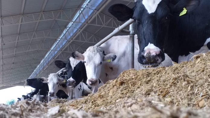 WhatsApp Image 2019-10-29 at 09.04.38 proteína do leite