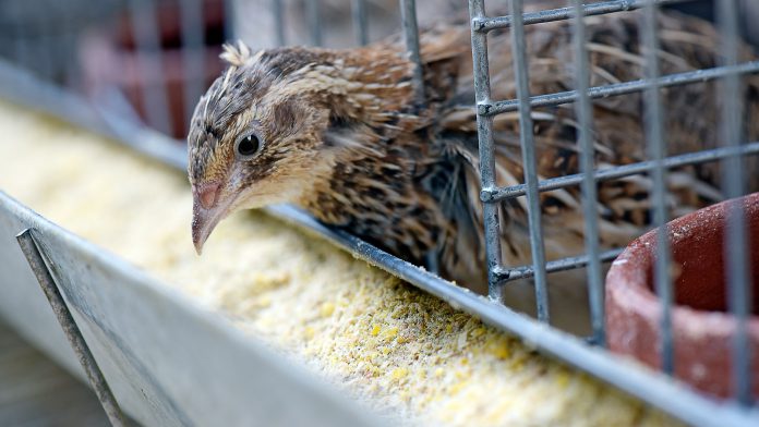 Coturnicultura coturnicultura