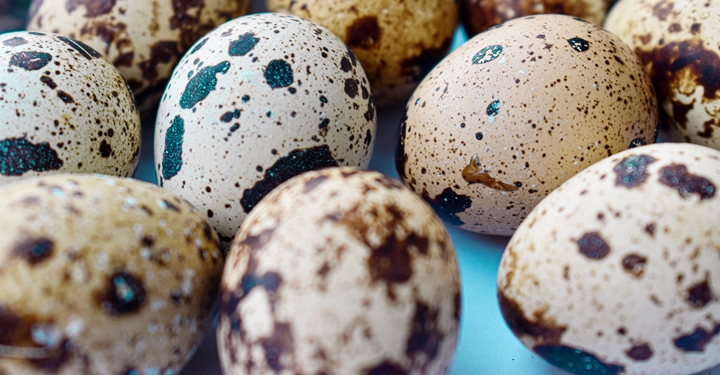 coturnicultura - ovos de codorna coturnicultura - ovos de codorna