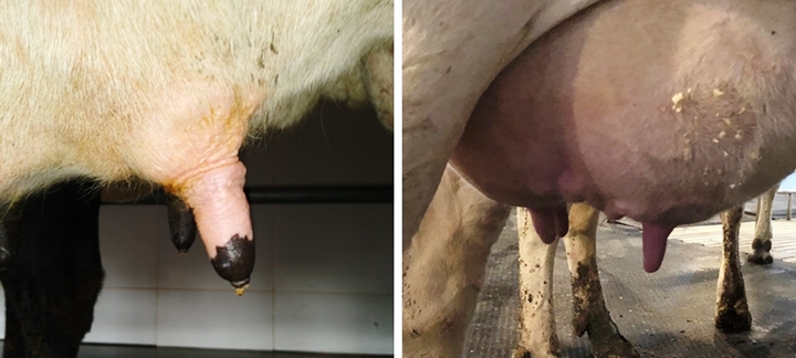 São duas imagens, a imagem que está na esquerda mostra um teto com hiperqueratose e a que está na direita mostra a ponta de um teto sadio. Estas imagens pertencem ao artigo sobre vacas com mastite São duas imagens, a imagem que está na esquerda mostra um teto com hiperqueratose e a que está na direita mostra a ponta de um teto sadio. Estas imagens pertencem ao artigo sobre vacas com mastite