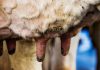 Mastite clínica em bovinos leiteiros: saiba detalhes importantes sobre essa enfermidade – parte 1 a imagem mostra a úbere de uma vaca com sinais de mastite clínica