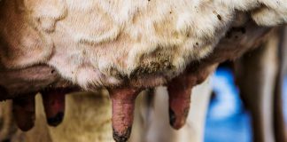 a imagem mostra a úbere de uma vaca com sinais de mastite clínica