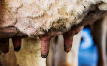 Mastite clínica em bovinos leiteiros: saiba detalhes importantes sobre essa enfermidade – parte 1 a imagem mostra a úbere de uma vaca com sinais de mastite clínica