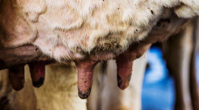 a imagem mostra a úbere de uma vaca com sinais de mastite clínica
